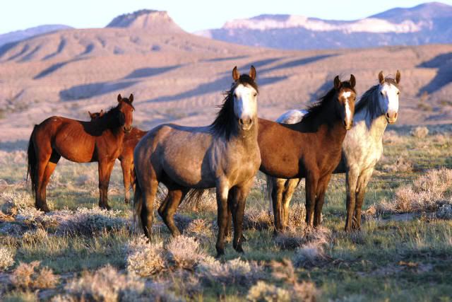 Mustang-Horses.jpg Photo by klperkins2009 | Photobucket